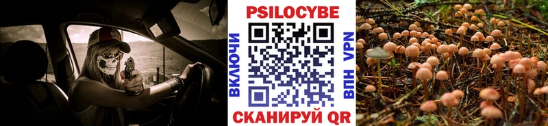 что такое наркотик  Вязники  Псилоцибиновые грибы Psilocybe 
