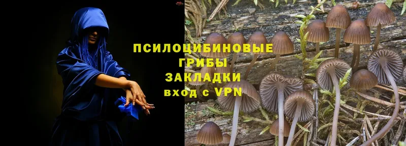 купить наркотики цена  Вязники  Галлюциногенные грибы MAGIC MUSHROOMS 