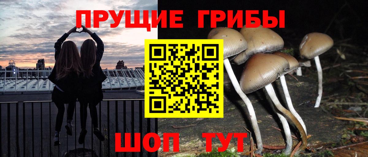 Псилоцибиновые грибы Psilocybe  Галлюциногенные грибы мицелий  Вязники 